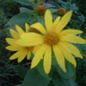 Meet your Posher, Nelmie72